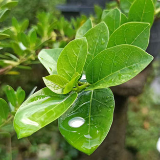 Gymnema Gymnema