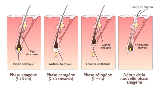 Cycle pilaire