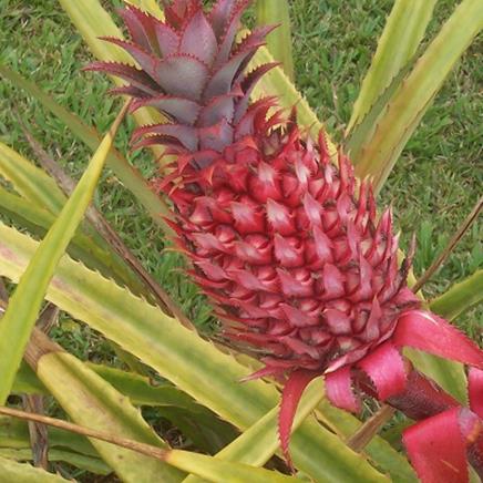 ananas Ananas