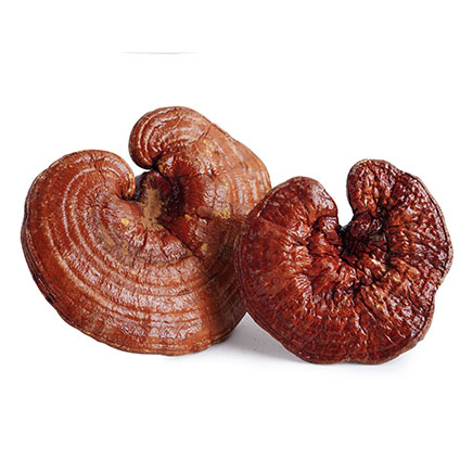 Reishi Reishi