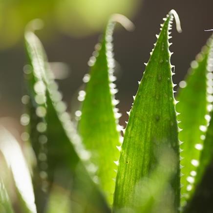 Aloe vera Aloe vera