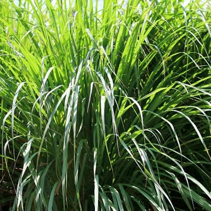 lemongrass lemongrass