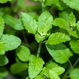 Tulsi