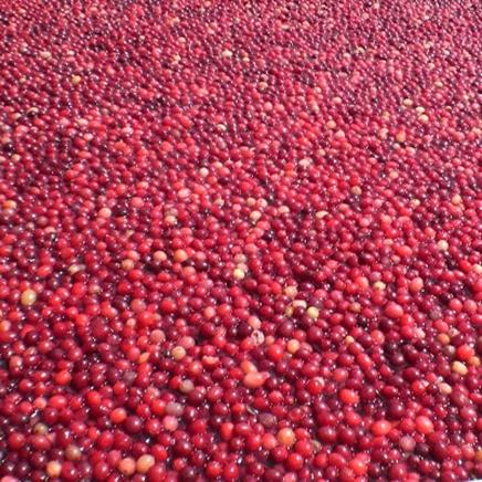 cranberry Cranberry