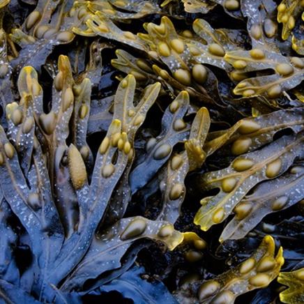 fucus Fucus