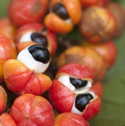 Guarana Guarana