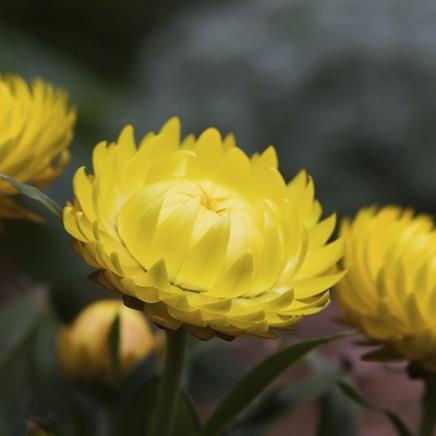 Immortelle Immortelle