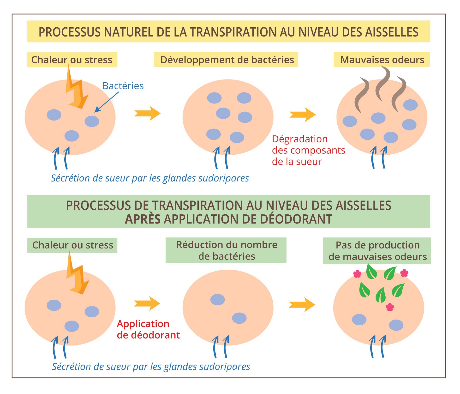 Processus de la transpiration