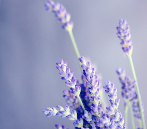 Lavander